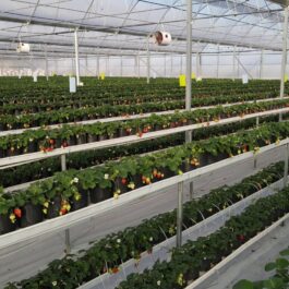 vlcsnap-2022-07-05-10h33m29s337