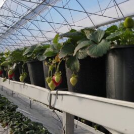 vlcsnap-2022-07-05-10h34m25s575